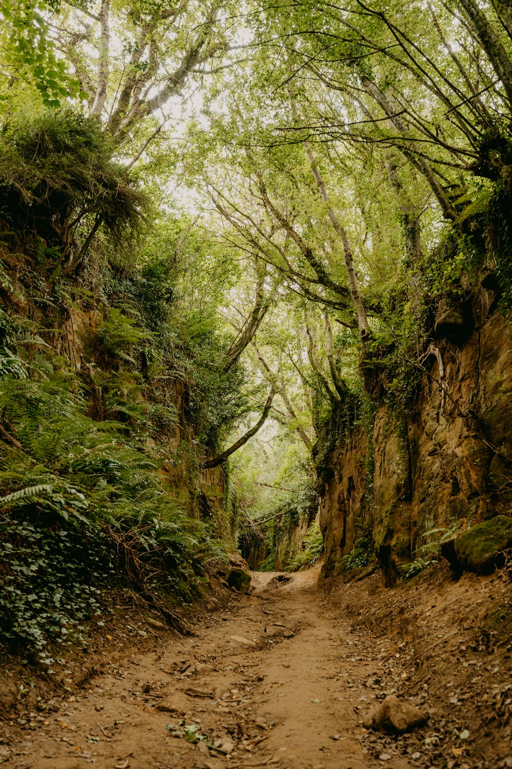 green trees on brown soil