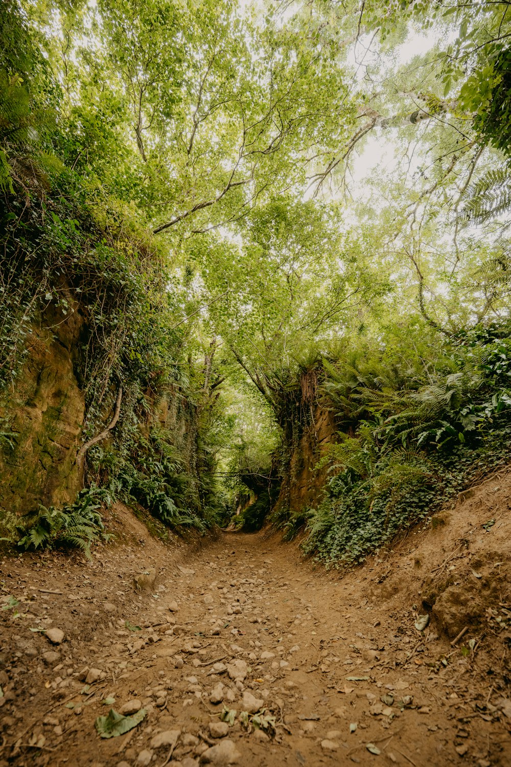 green and brown trees on brown soil