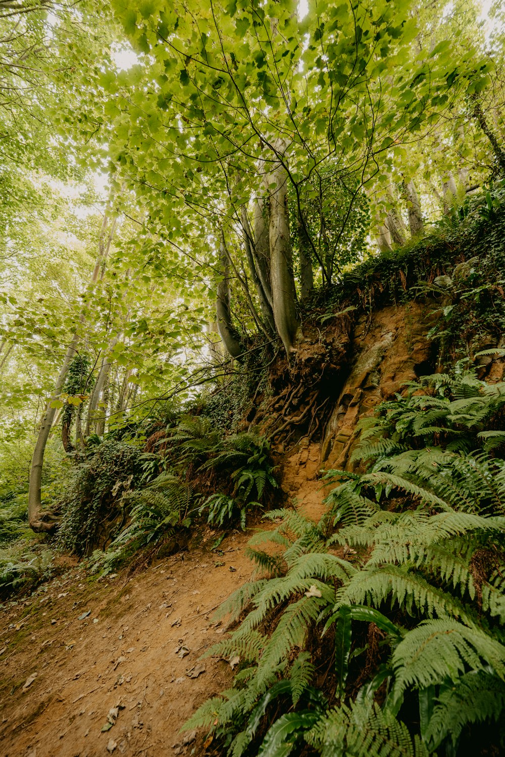 green and brown trees during daytime