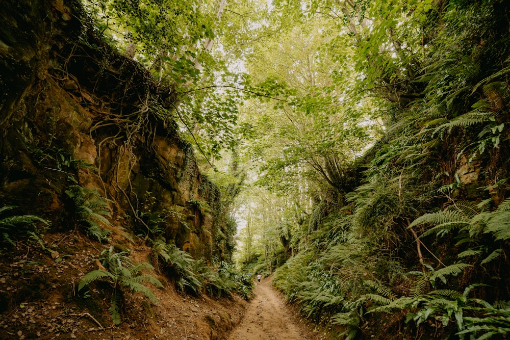 green trees on brown dirt road