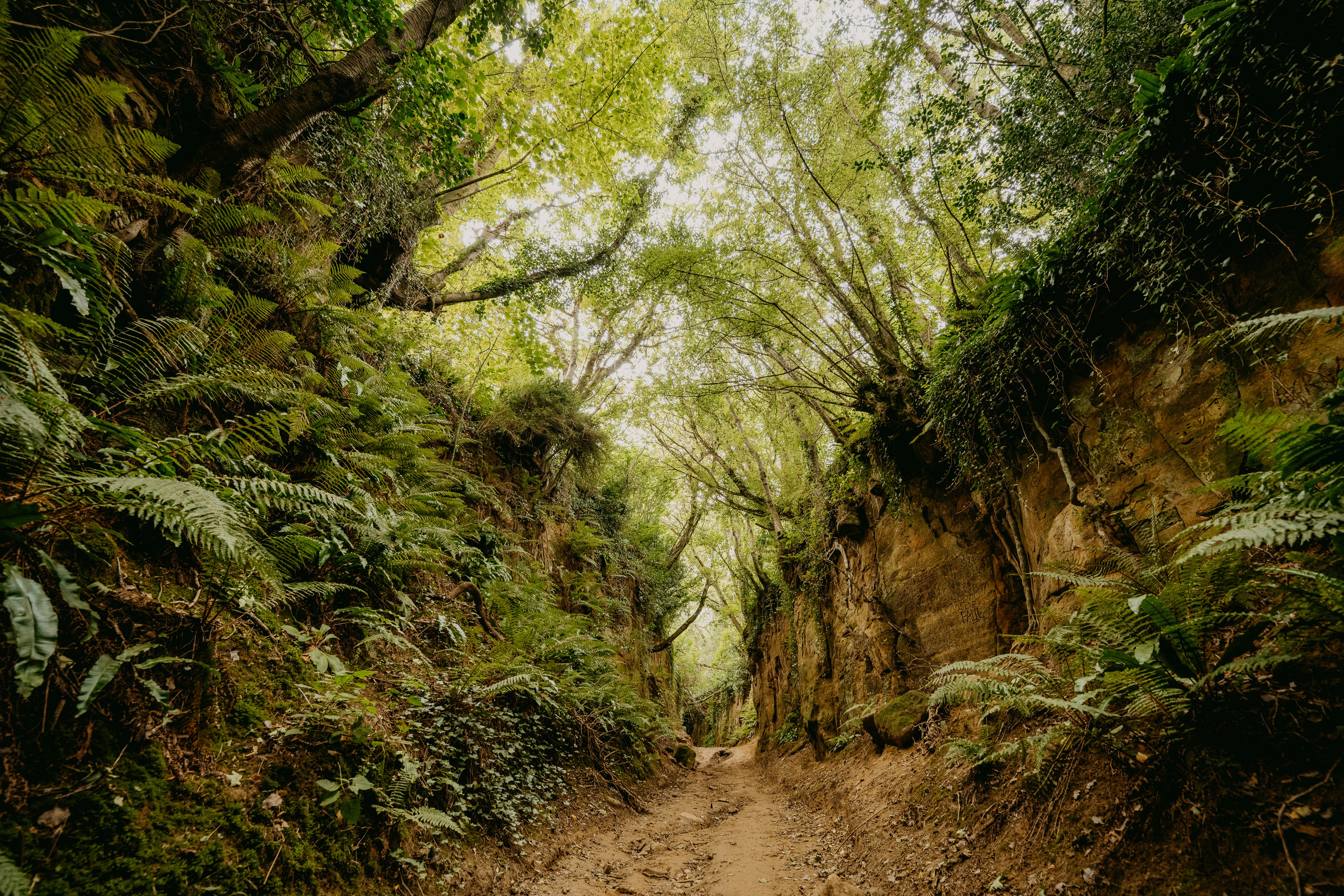 green trees on brown dirt road