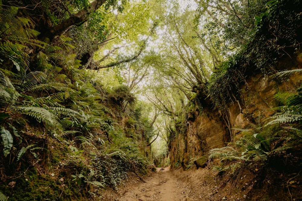 green trees on brown dirt road