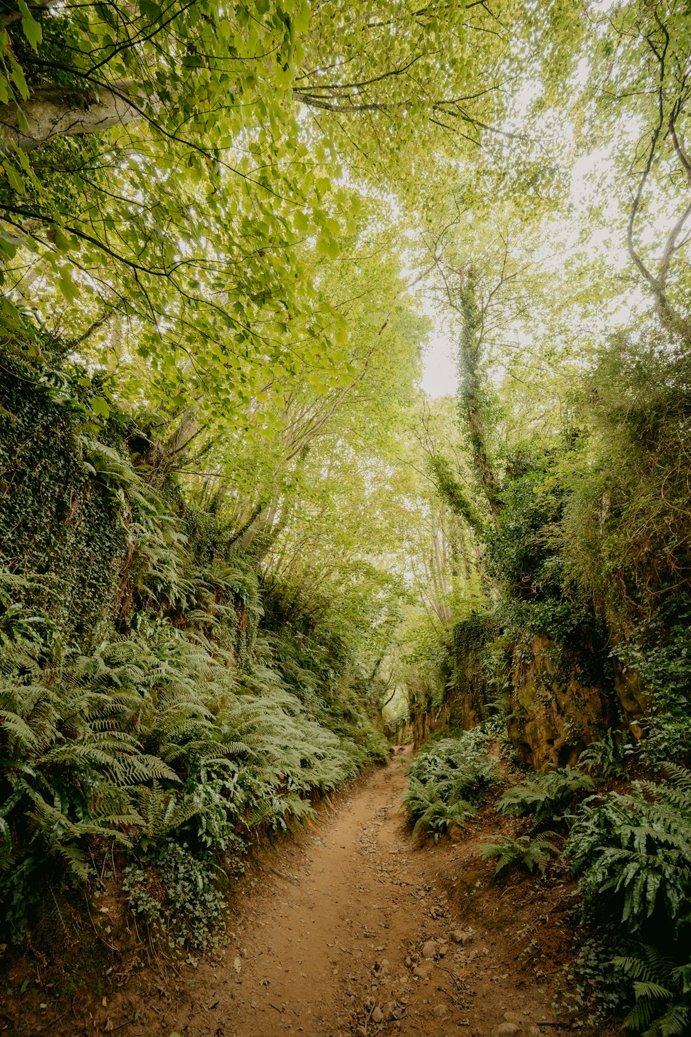 dirt road in the middle of green trees