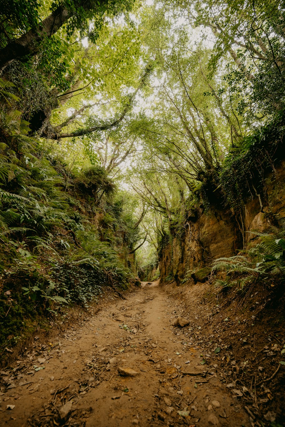 brown dirt road between green trees during daytime