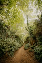 green trees on brown dirt road