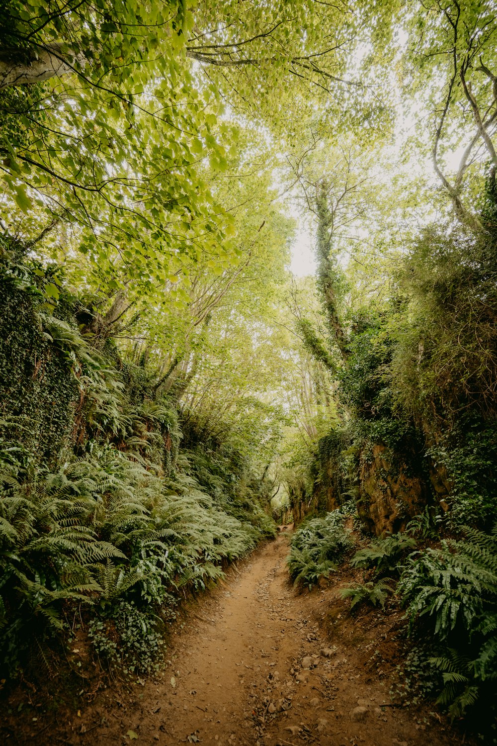 green trees on brown dirt road