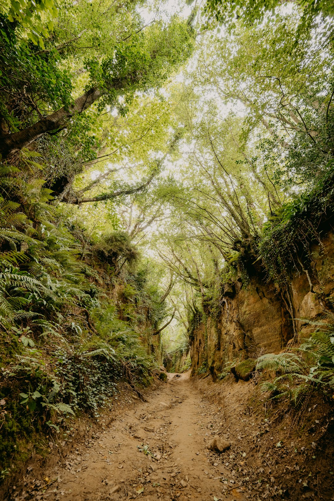 green trees on brown dirt road