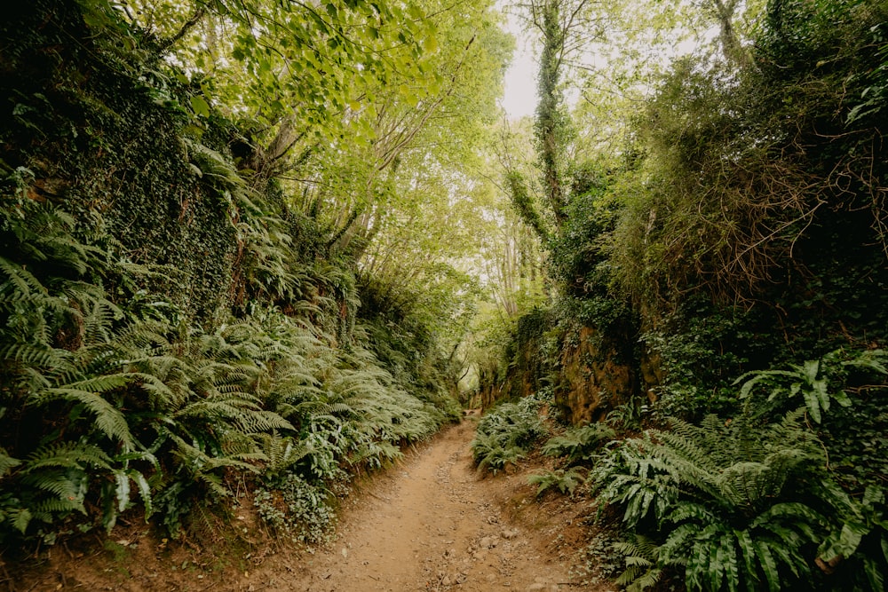 brown dirt road between green trees during daytime