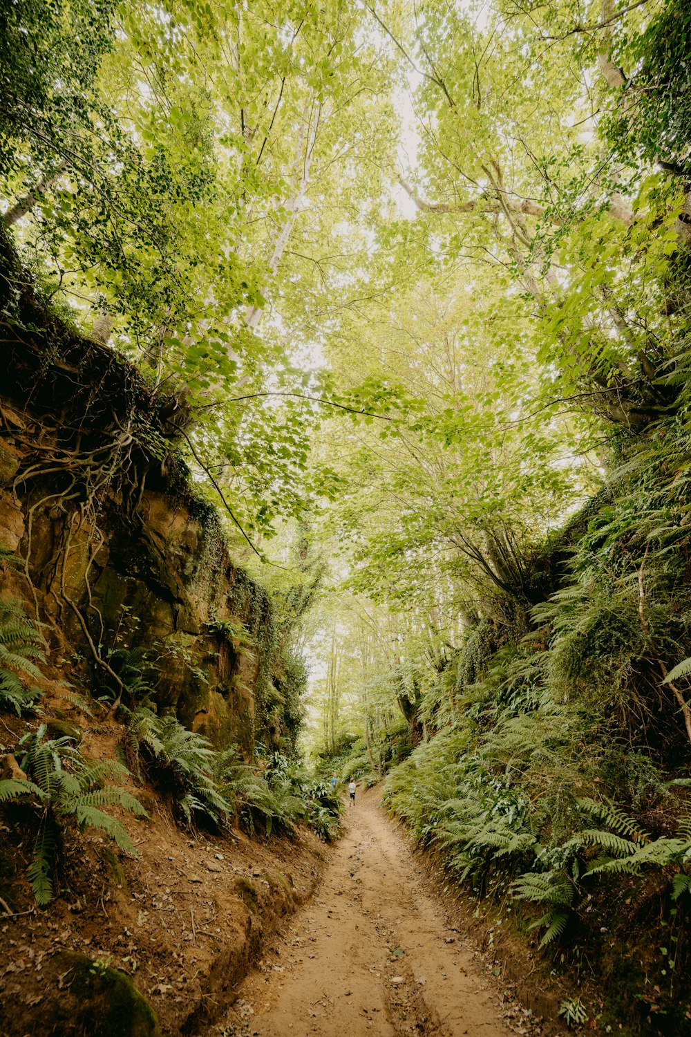 green trees on brown dirt road