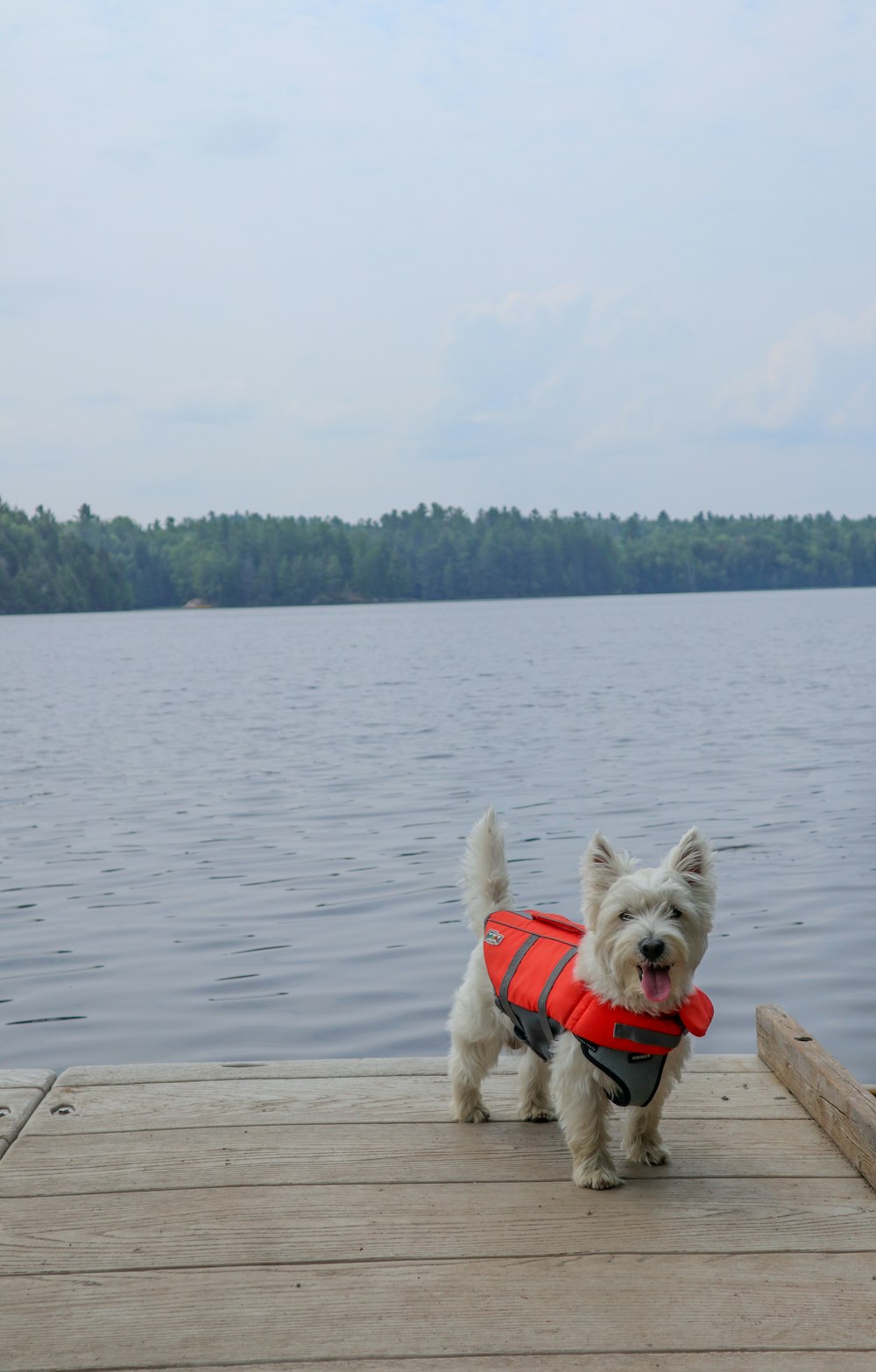 white long coat dog on brown wooden dock during daytime
