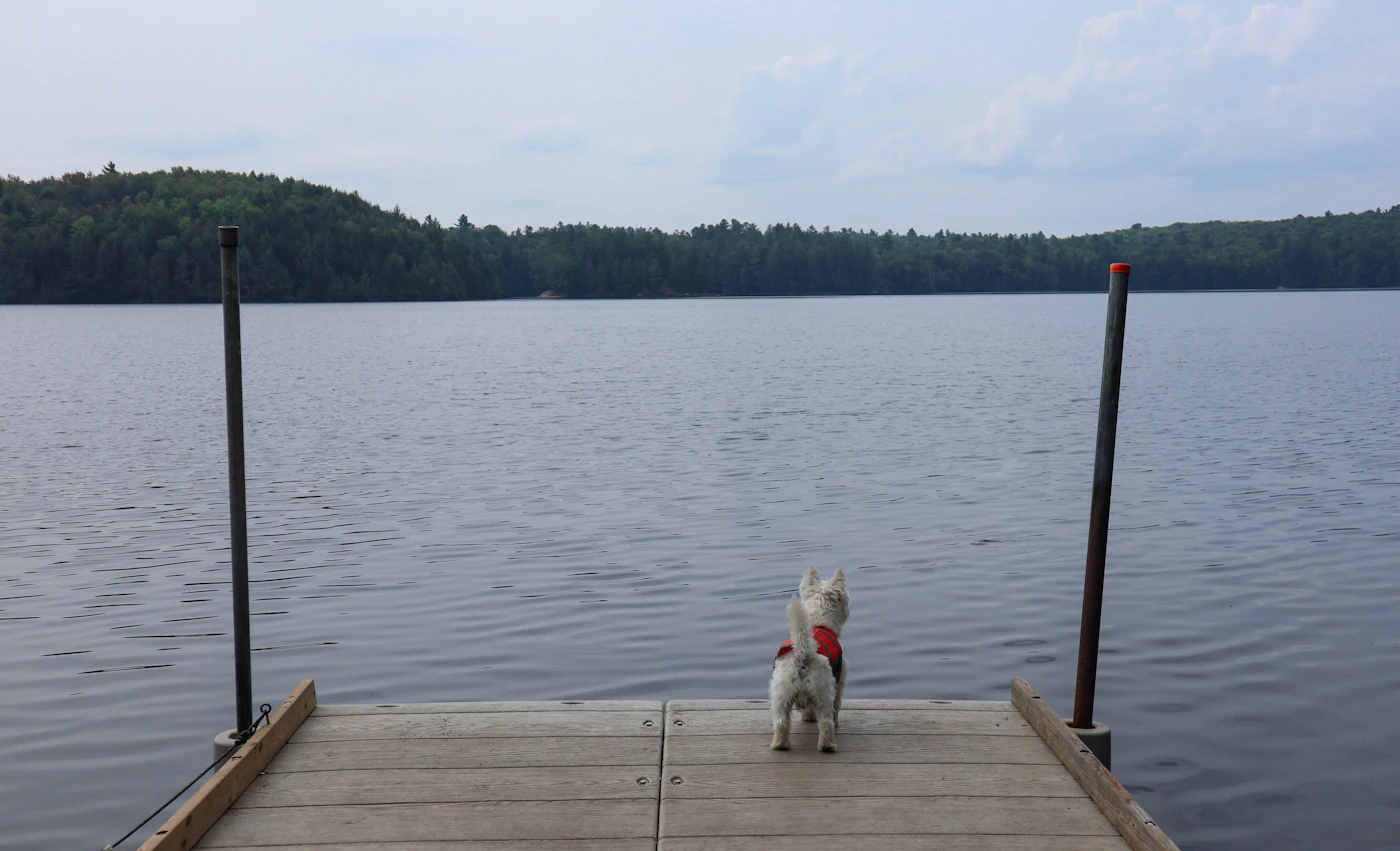 A small white dog in a red harness standing alone at the end of a wooden dock on a quiet forested Canadian lake