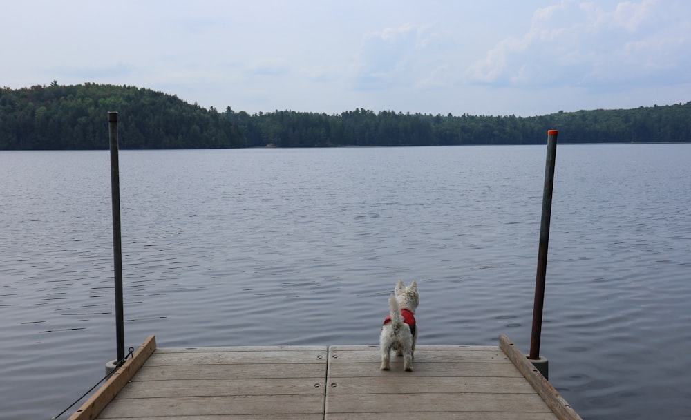 white short coated small dog on brown wooden dock during daytime