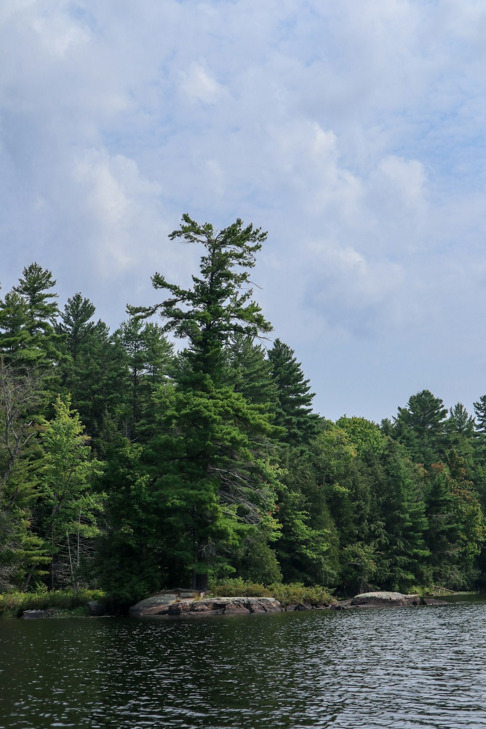 green trees under white clouds during daytime