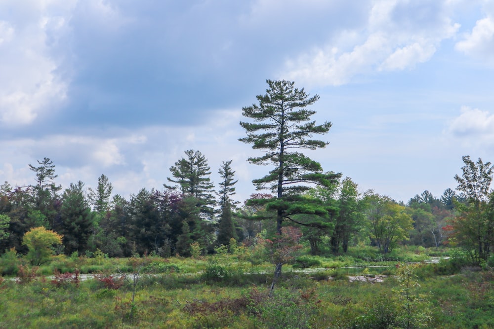 alberi verdi sotto nuvole bianche durante il giorno