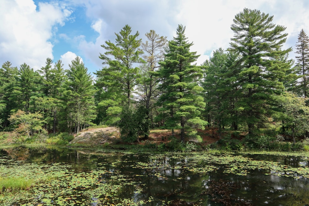 green trees beside river under blue sky during daytime