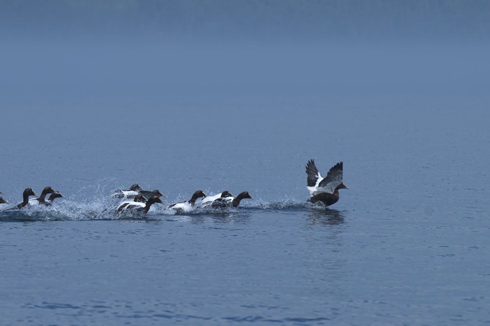 flock of birds on water during daytime