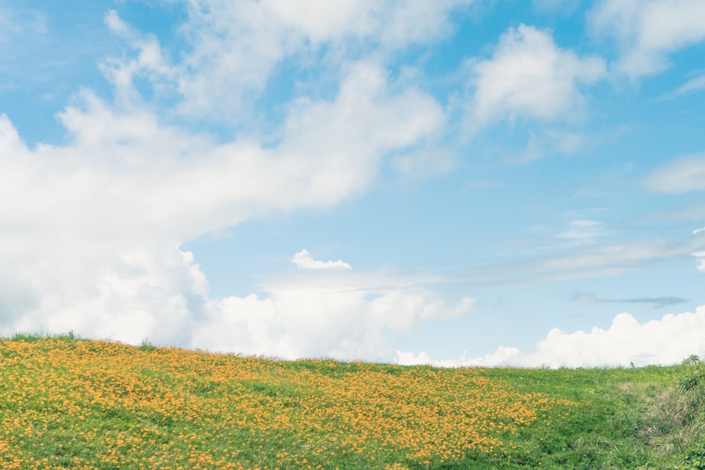 green grass field under white clouds and blue sky during daytime