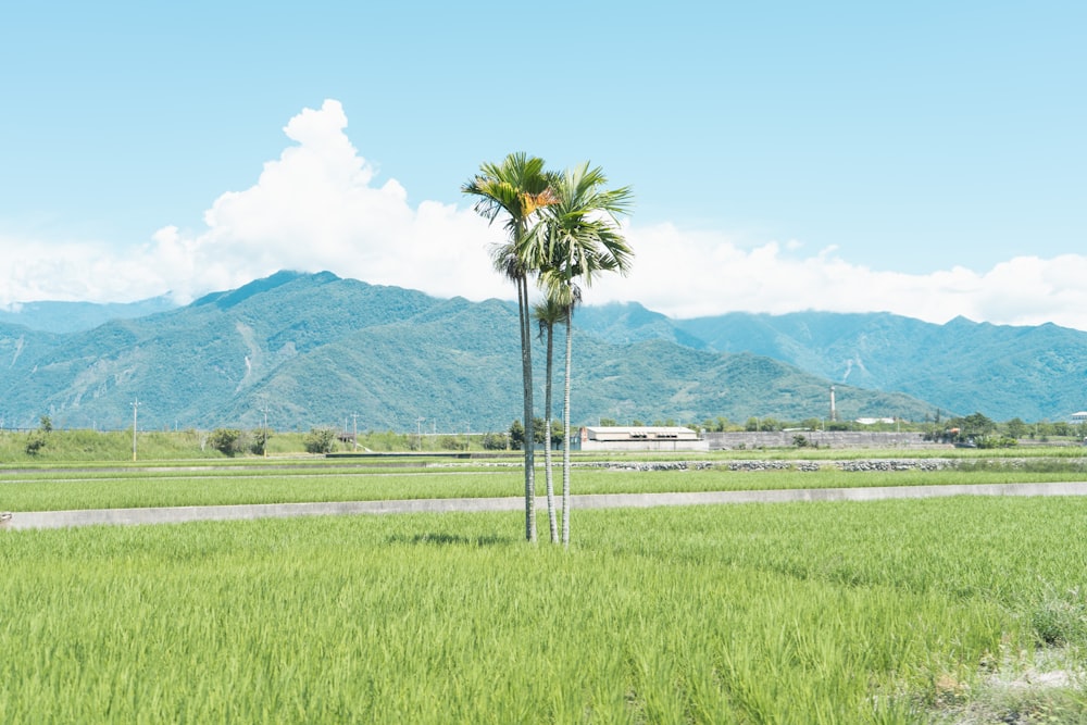 green grass field near mountain under blue sky during daytime