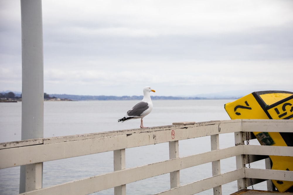white and black bird on white wooden fence near body of water during daytime