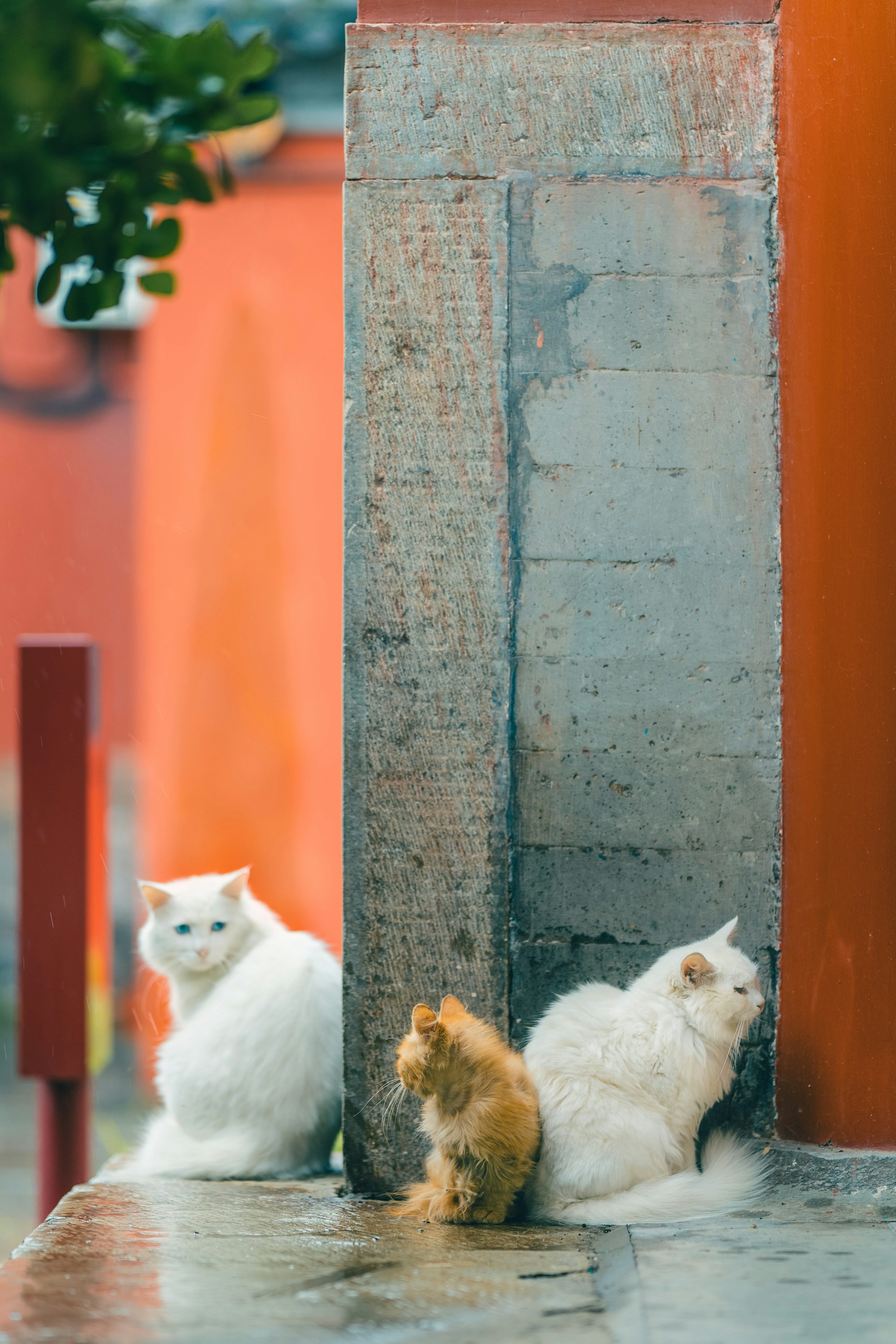 white cat and orange tabby cat on gray concrete floor