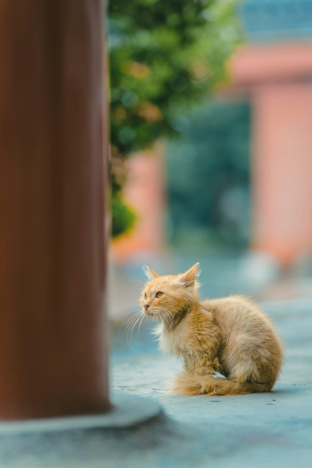 um gato sentado no chão ao lado de um poste