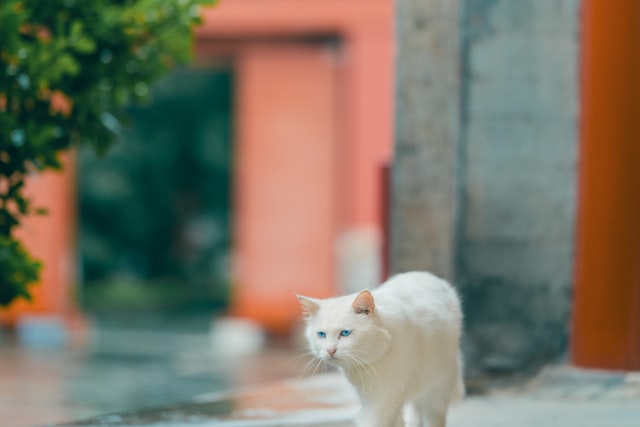 加菲猫出了几季 加菲猫的幸福生活动画片有几季