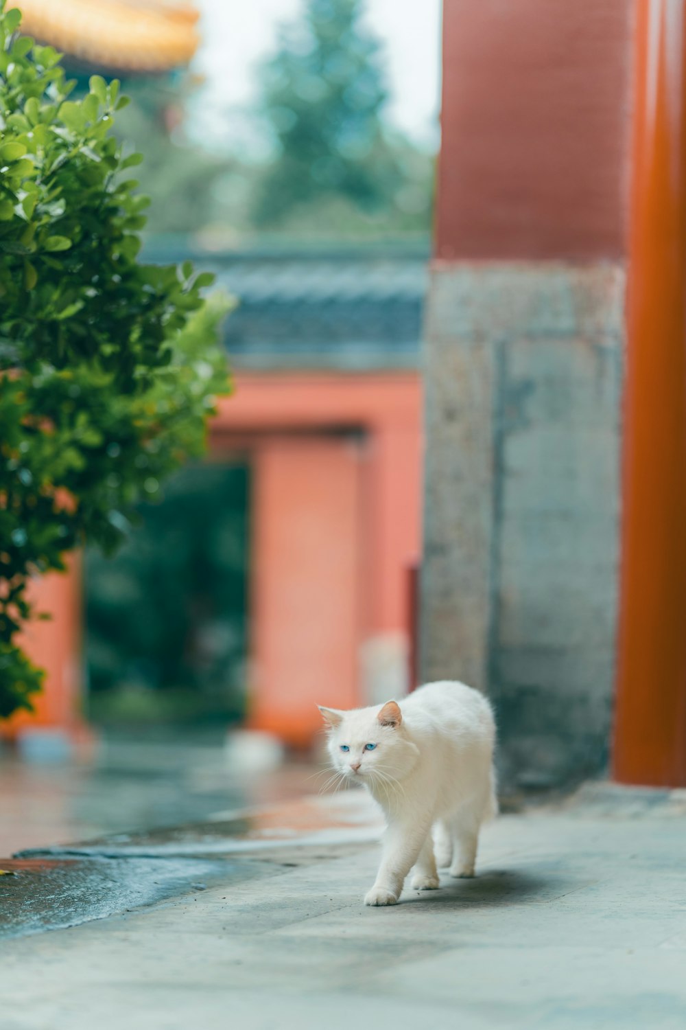 white cat on the floor