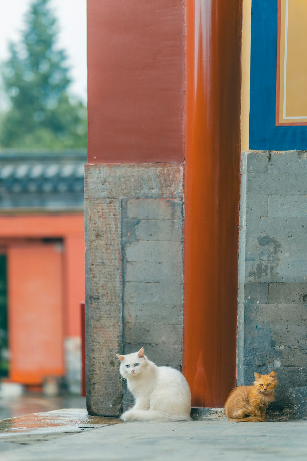 white cat on window during daytime