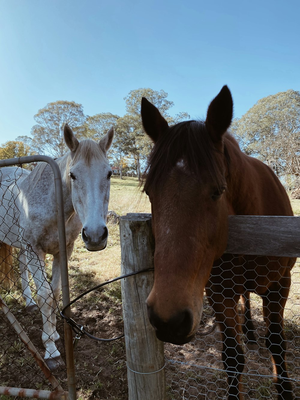 brown and white horse standing on gray metal fence during daytime