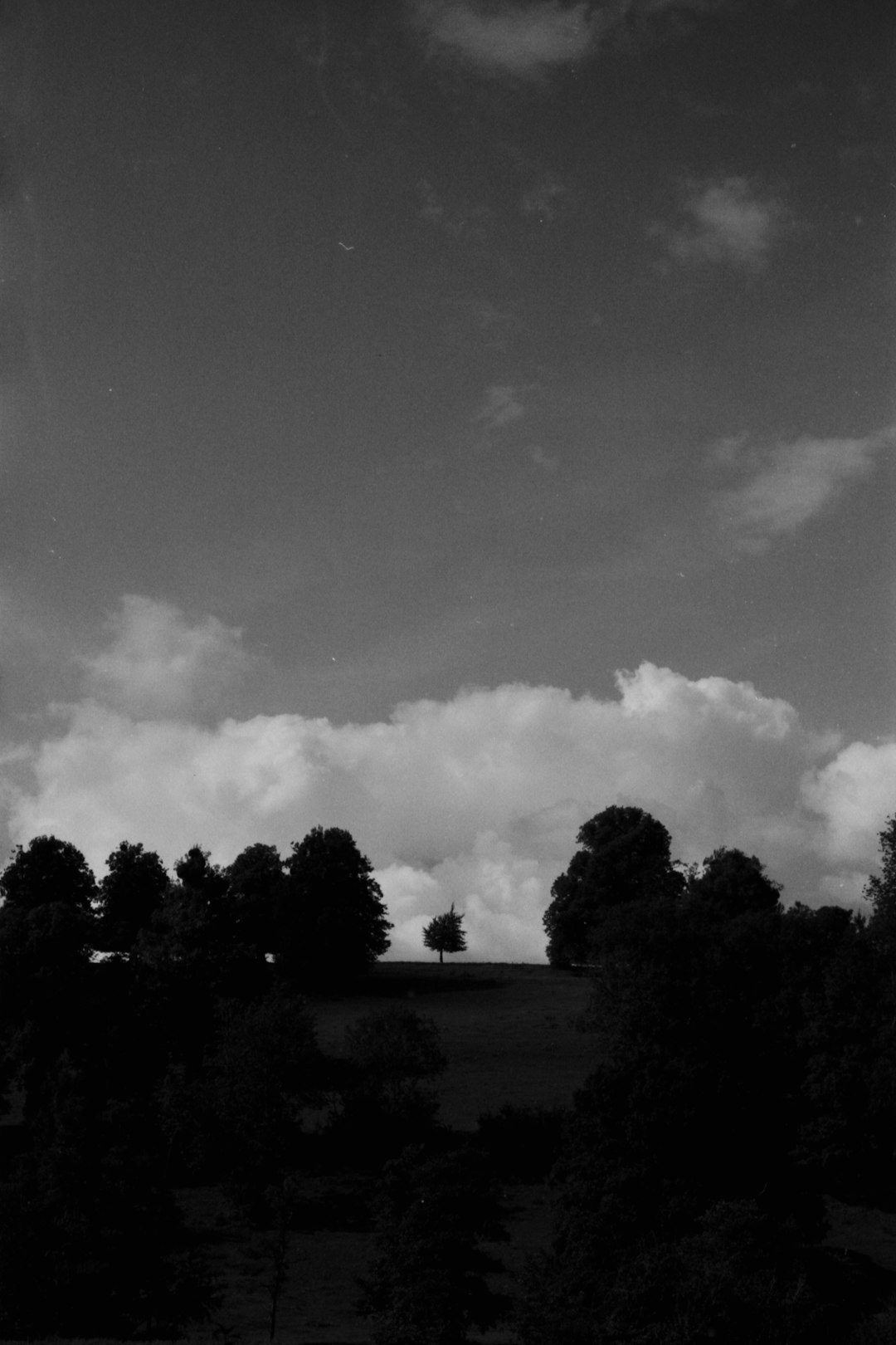 grayscale photo of trees and grass field