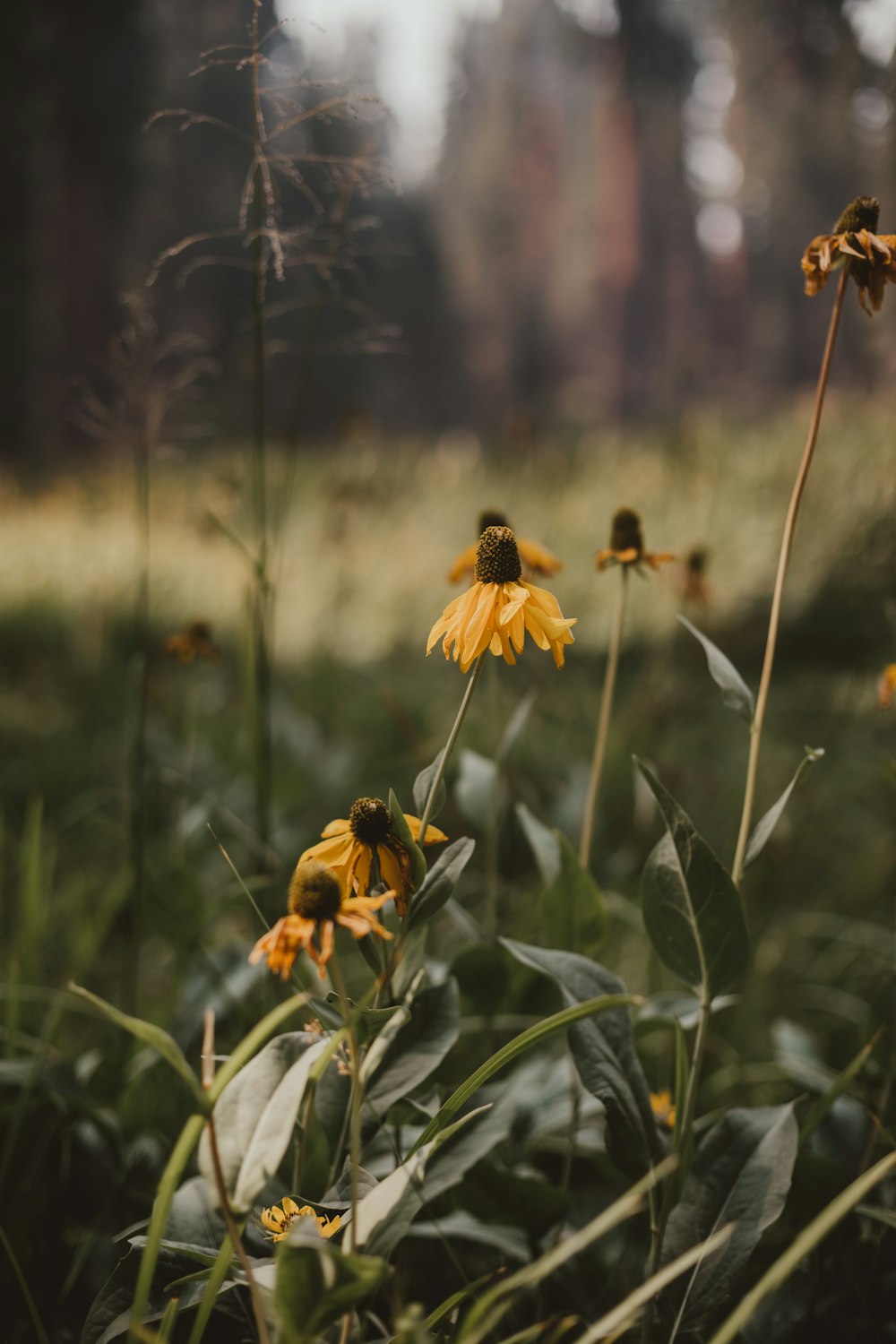 yellow flower in tilt shift lens