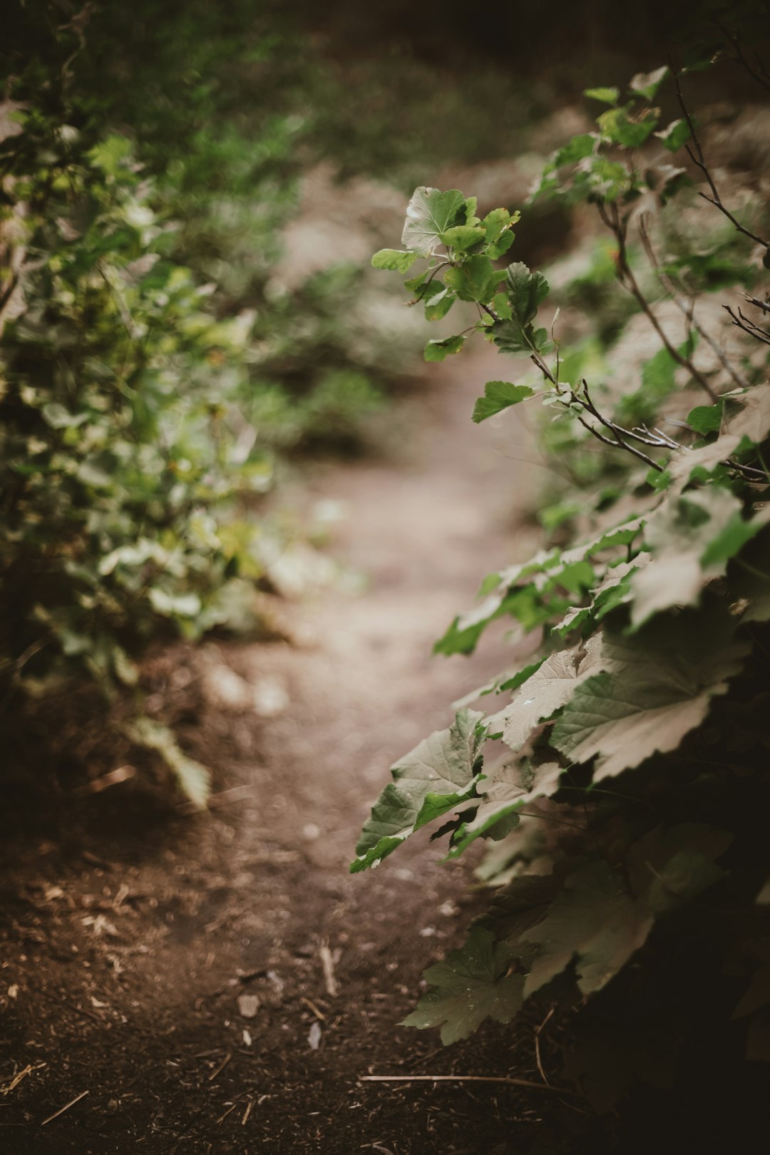 green leaves on brown soil