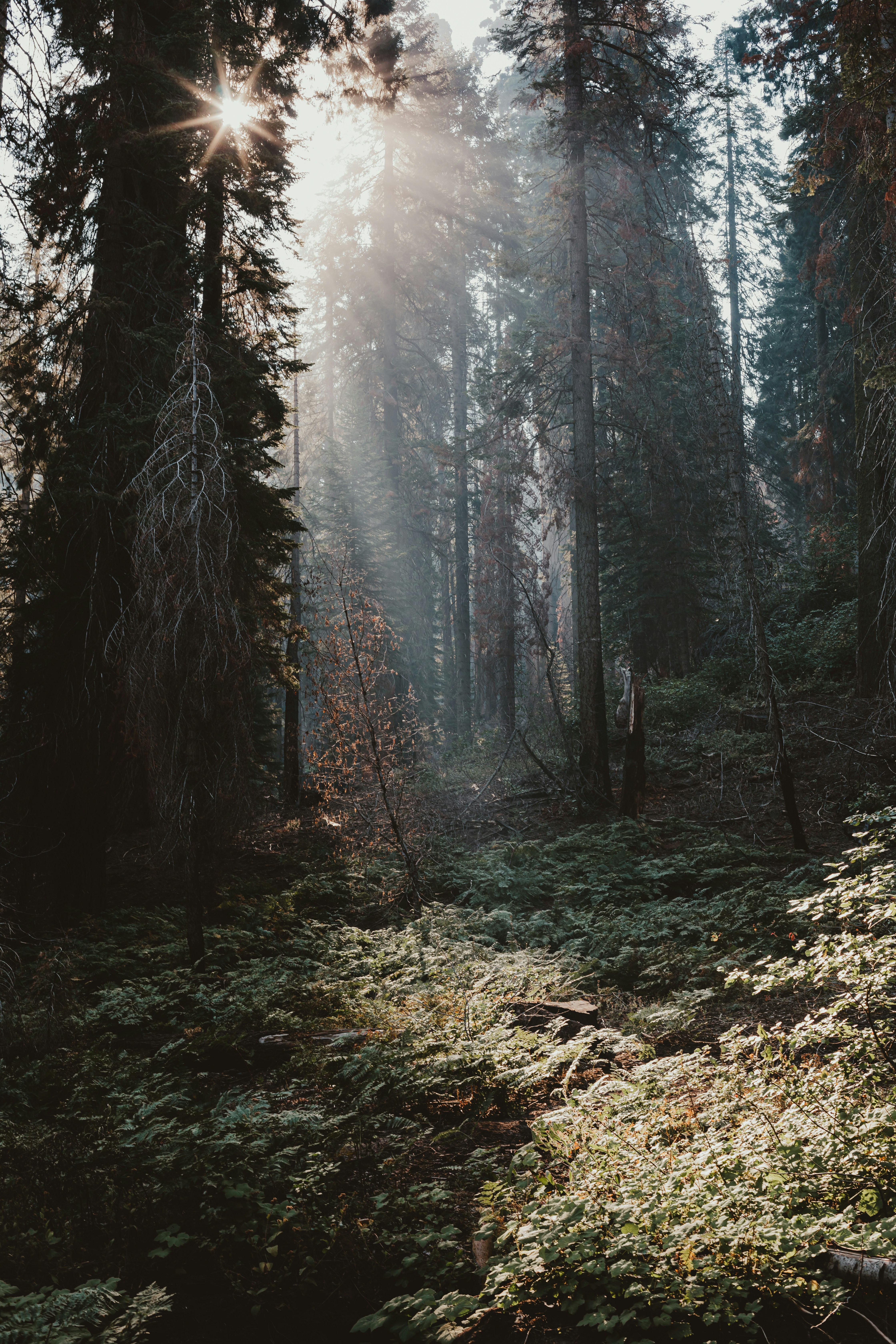 green trees on brown soil during daytime