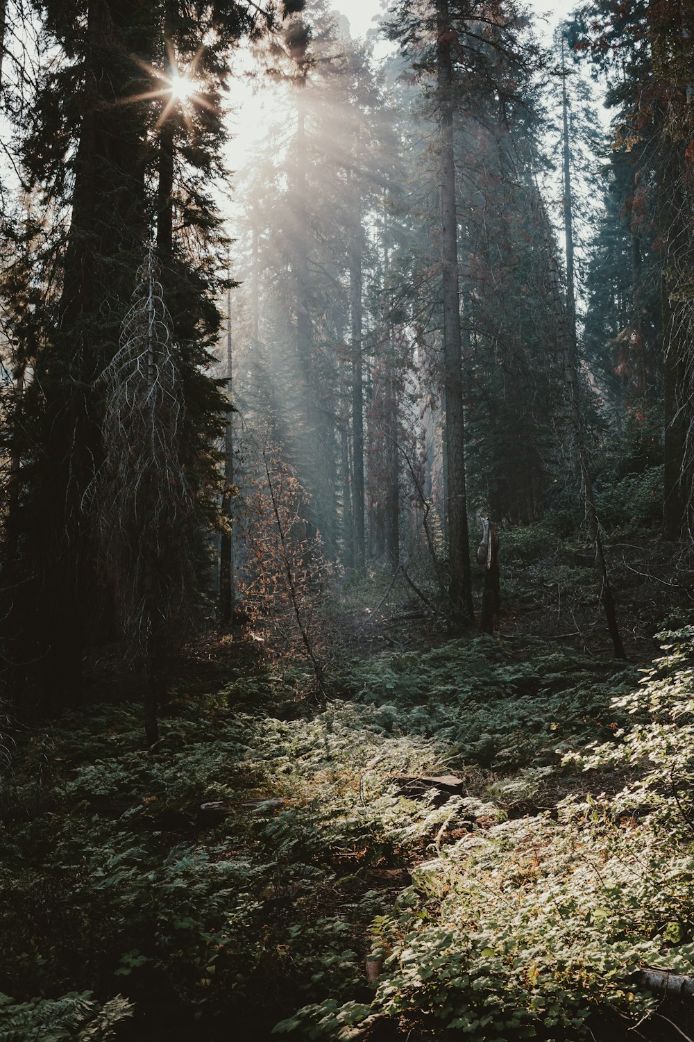 green trees on brown soil during daytime