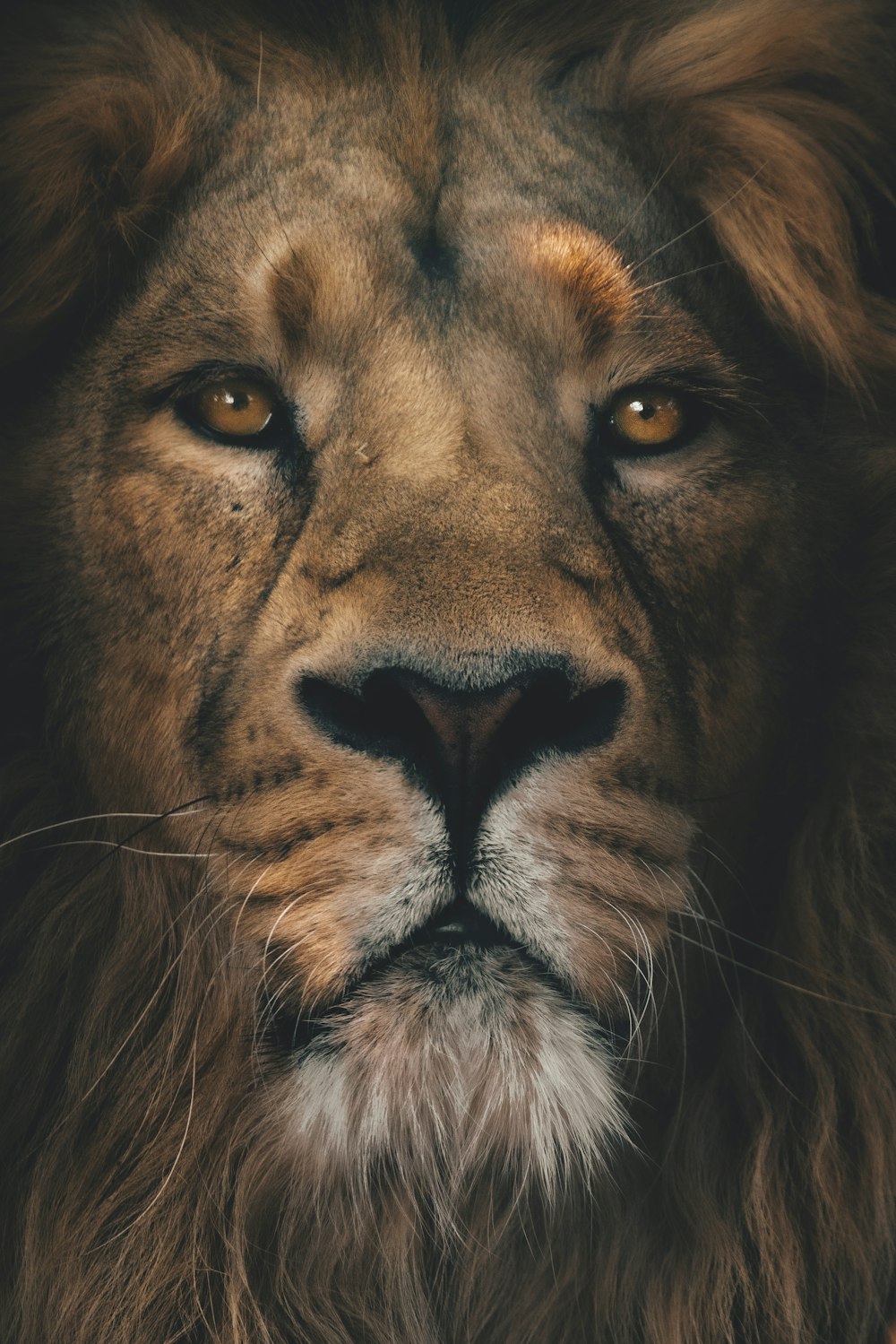 クローズアップ写真の茶色のライオン