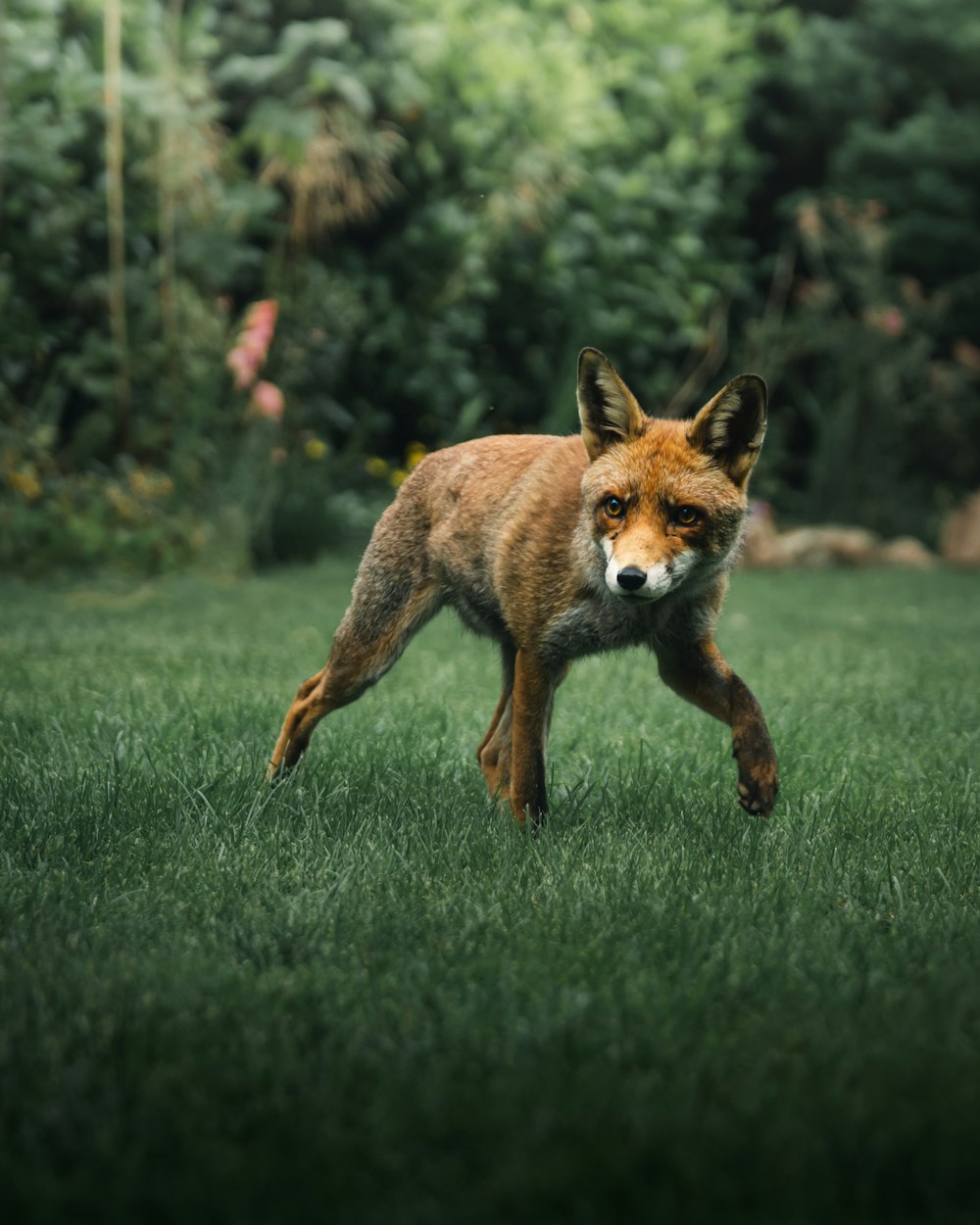 brown fox on green grass field during daytime