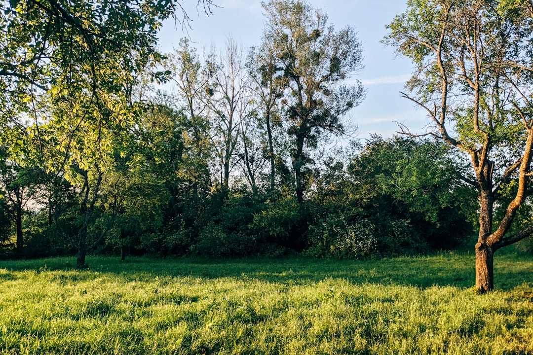 green grass field with green trees under blue sky during daytime