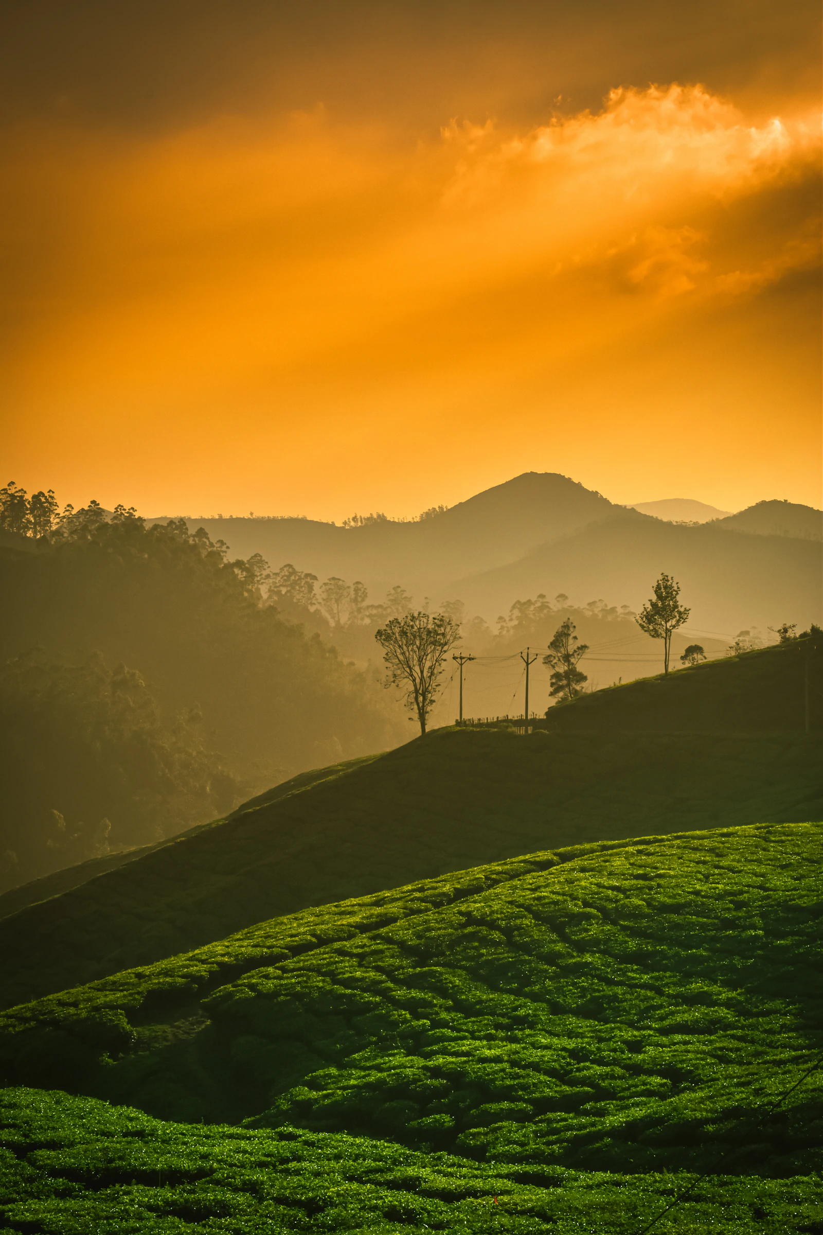 Golden haze settling over hills and silver oak trees at sunrise