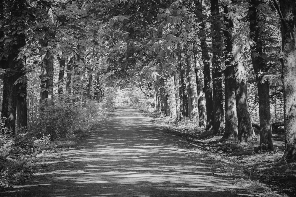 grayscale photo of trees in forest