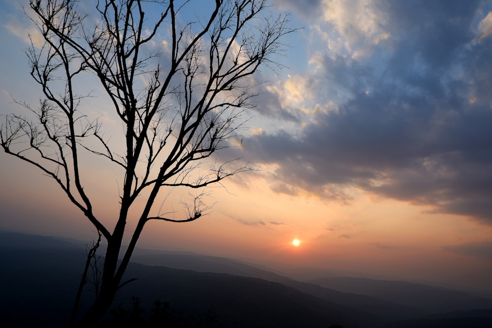 leafless tree on mountain during sunset