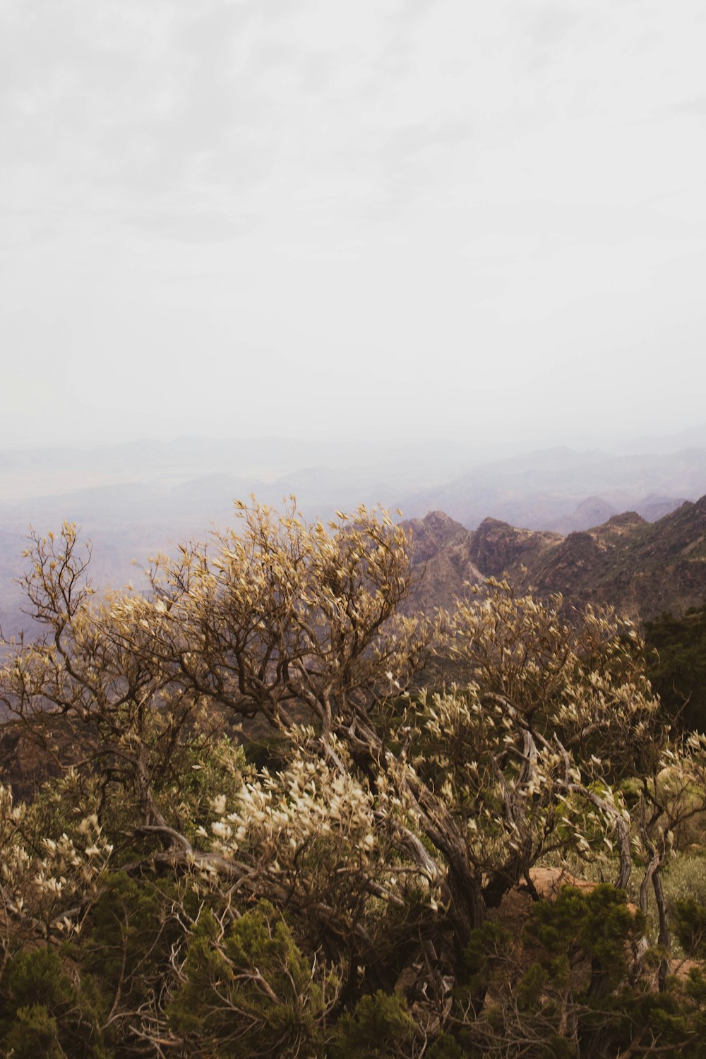 green trees on brown mountain during daytime