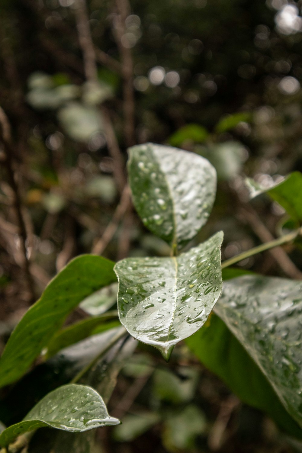 green leaf plant in close up photography