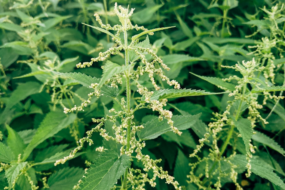 green plant in close up photography