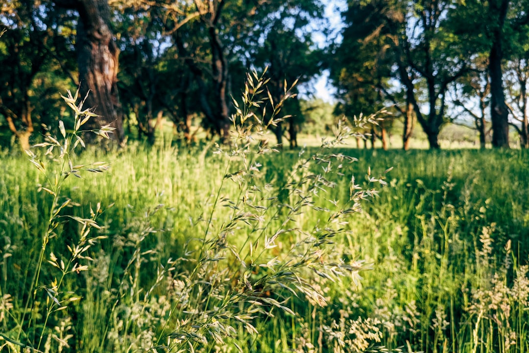 green grass field during daytime