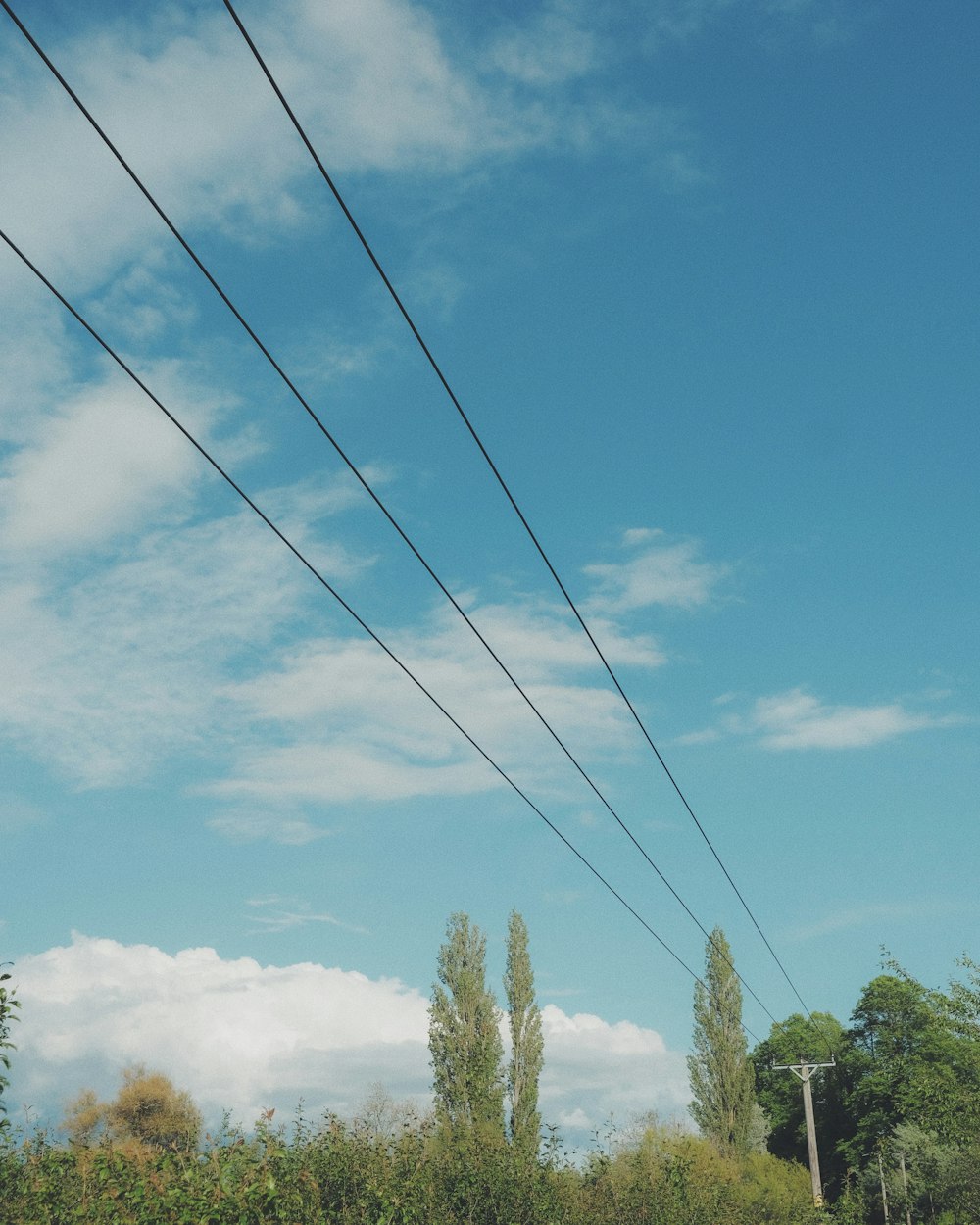 green trees under blue sky during daytime