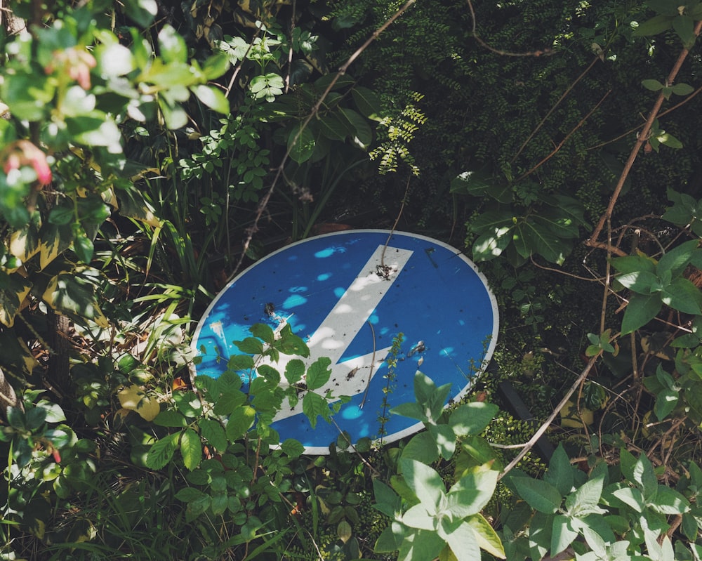 blue and white round ornament on green plant