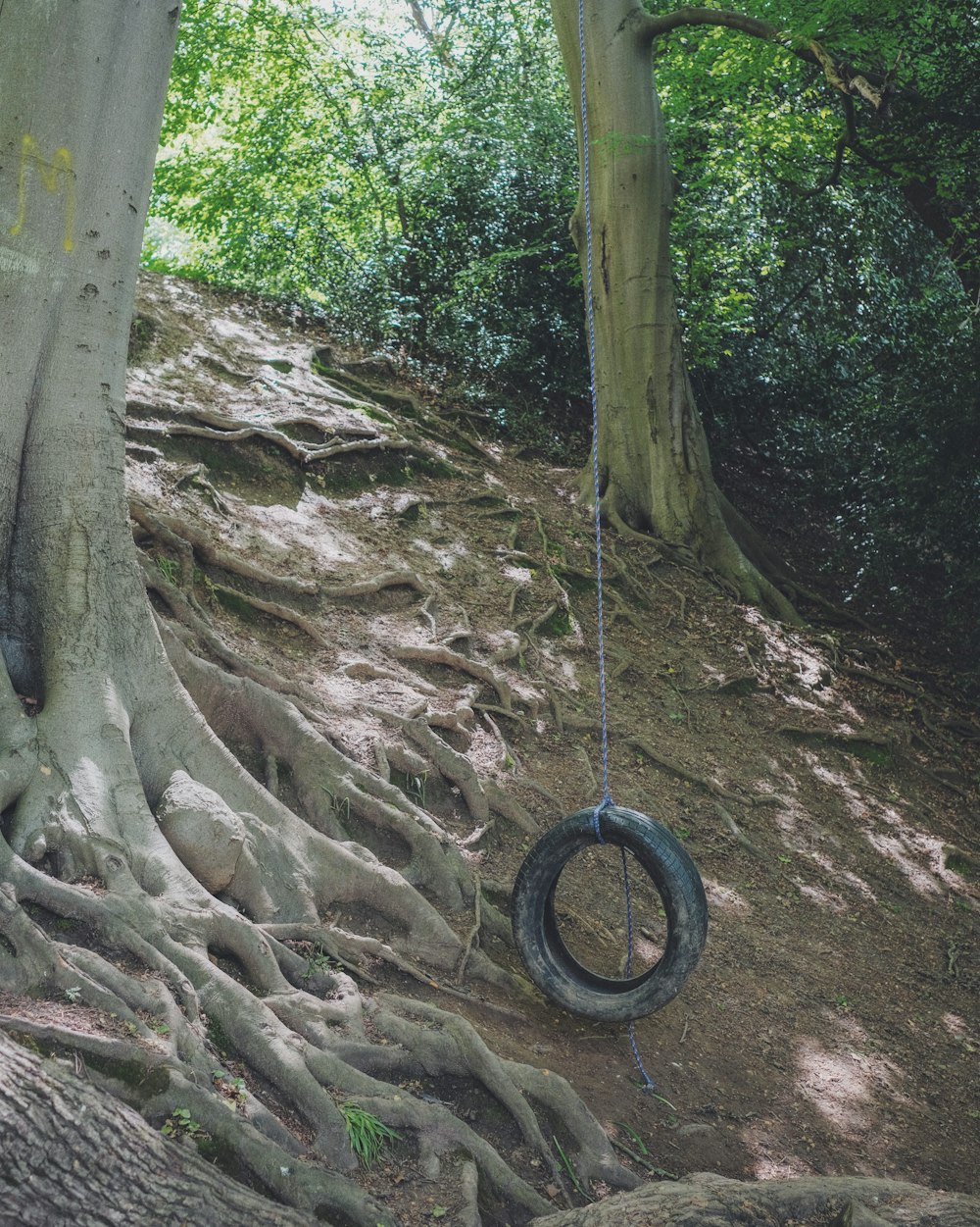 black tire swing on brown tree trunk