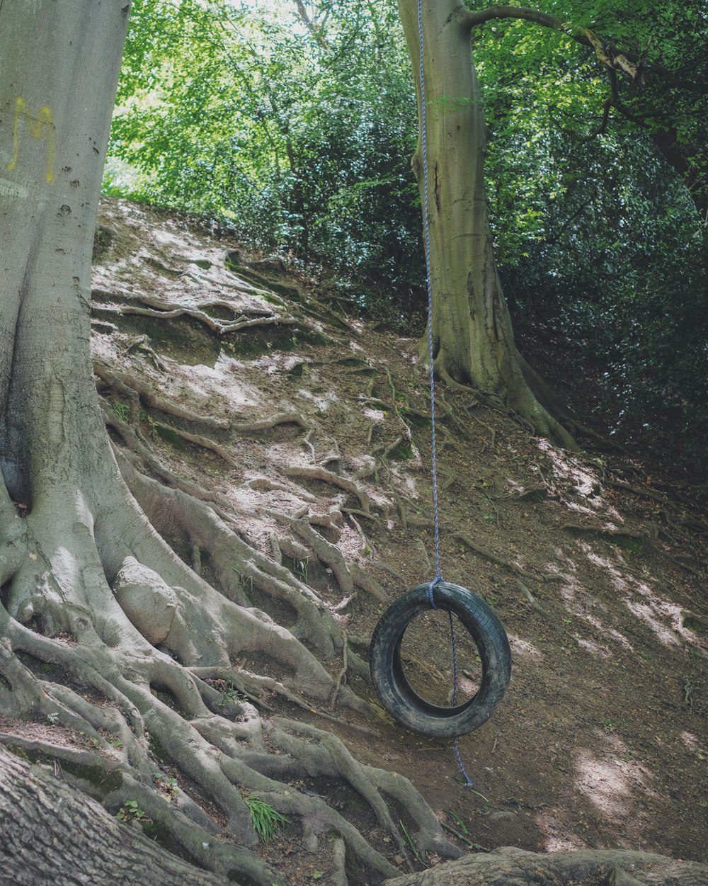 columpio de neumático negro en tronco de árbol marrón