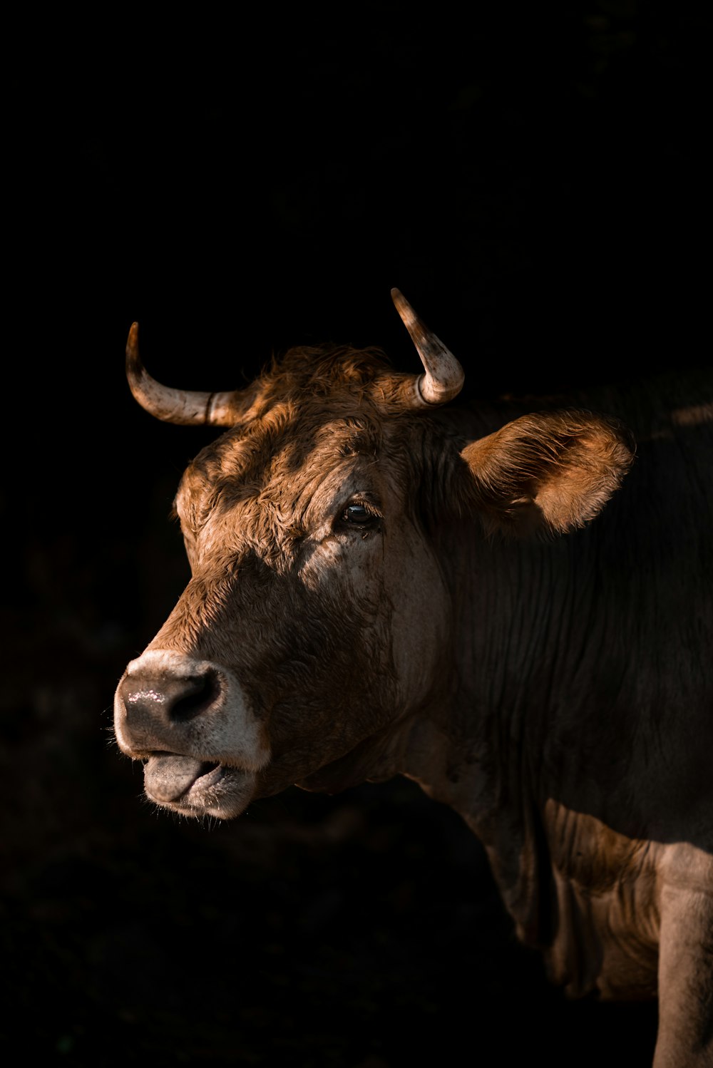 brown cow in close up photography