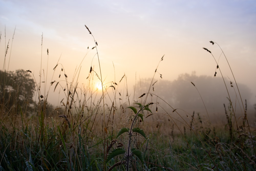 green grass field during daytime